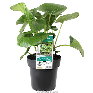 Hebe mixed varieties 4L