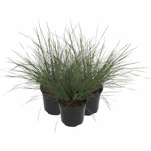 Lomandra “frosty tops” 2L