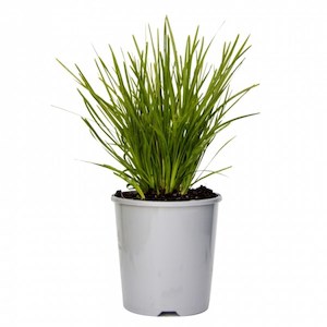 Lomandra “lime tuff” 2L