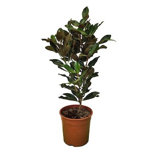 Products: Magnolia “grandiflora” 25L