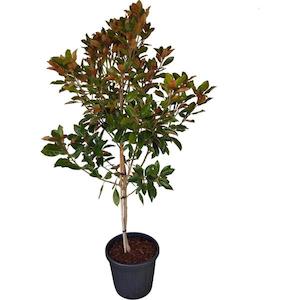 Magnolia “Little gem” 25L