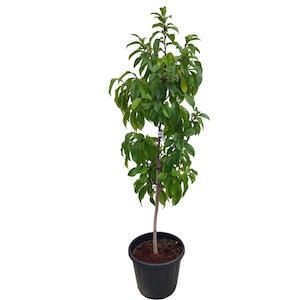 Michelia “bubbles” 20-25L