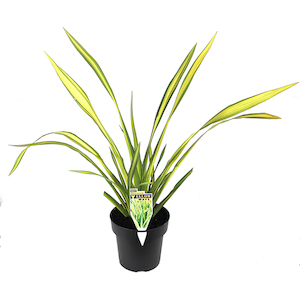 Phormium yellow wave 2L