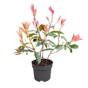 Photinia “red robin” 4L
