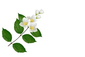 Star jasmine 2L