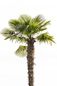 Products: Trachycarpus fortunei