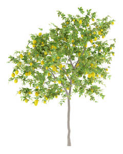 Citrus Lemon Yen Ben 45L