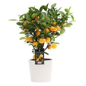 Products: Citrus Mandarin Okitsu 35L