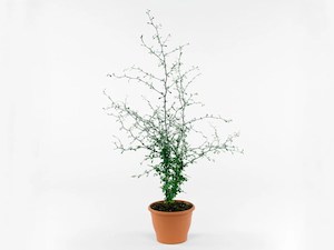 Corokia mixed vaireties 2L