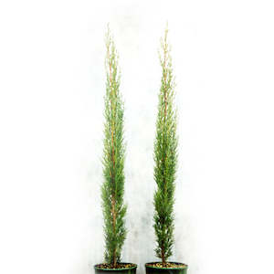 Cupressus totem 20L