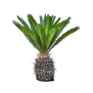 Products: Cycad Revoluta 17L