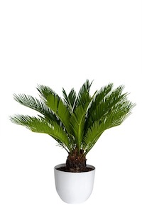 Cycas revoluta