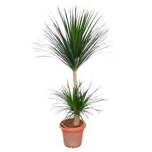 Products: Dracaena draco