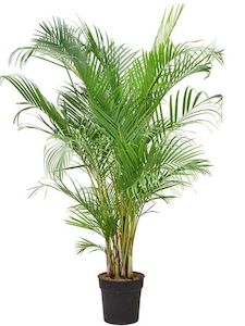 Dypsis Baronii (sugar cane palm) 17L