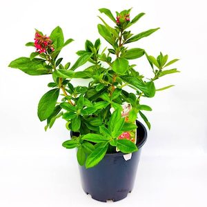 Products: Escallonia “red knight”