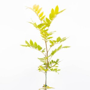 Alectryon Excelsus (Titoki) 45L