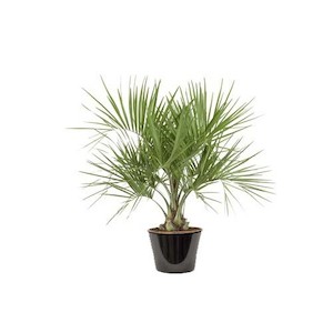 Products: Butia capitata (1.5m+)
