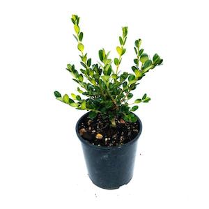 Buxus “green gem” 2L
