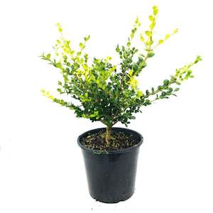 Products: Buxus “green gem” 8L