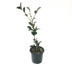 Products: Camelia “Early Pearly” 5L