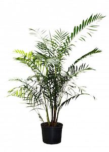 Chamaedorea hooperiana