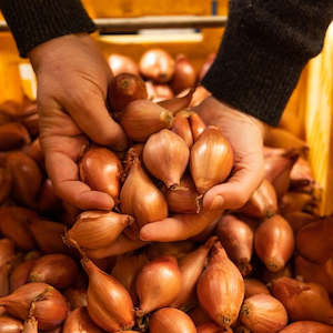 Products: 2kg of NZ Shallots
