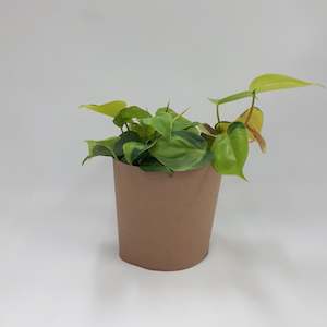 Philodendron Brasil
