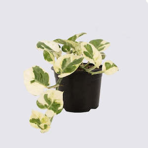 Homewares: N'joy Pothos - Epipremnum Aureum