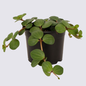 Homewares: Peperomia Hope