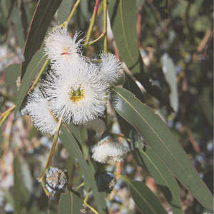 Essential Oils: Eucalyptus Oil