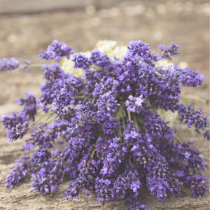 Lavender Oil