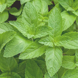 Essential Oils: Peppermint Oil 12ml