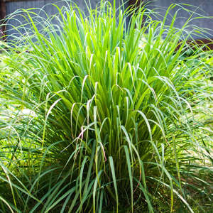 Essential Oils: Lemongrass Essential Oil