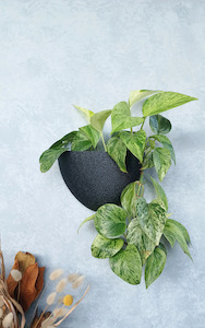 Colour Collection: Classic - Gecko Planter®