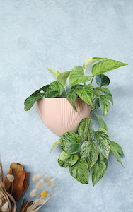 Flute - Gecko Planter®