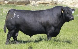 Products: Chisum 255