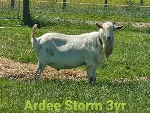Products: Ardee storm