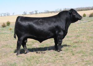 Angus: Earnan 076E