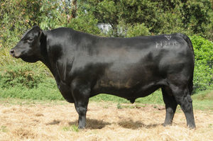 Angus: Harvard H205