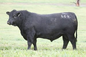 Angus: Lakeside L69