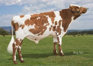 Aussie Red: Arblindt (A22)