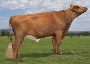 Aussie Red: Arboscar (A22)