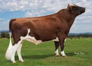 Aussie Red: Dairyweek (A22)