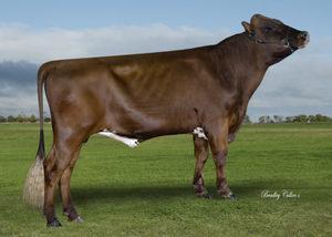 Aussie Red: Ponga (A22)