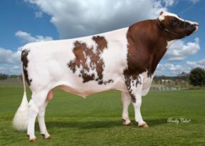 Aussie Red: SCAREBEAR (Sxd available)