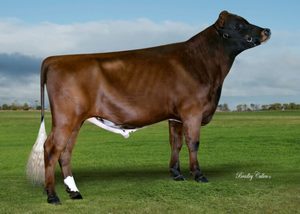 Aussie Red: Yogibear (A22)