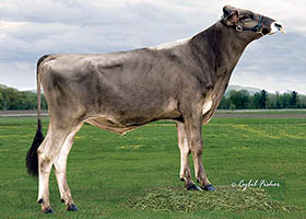 Brown Swiss: Austin (A22)