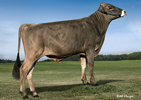 Brown Swiss: Cadence