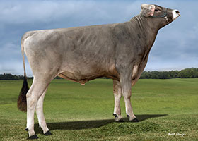 Brown Swiss: Get lucky