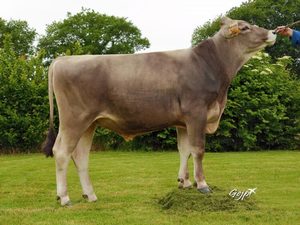 Brown Swiss: Ifeeling (A22)